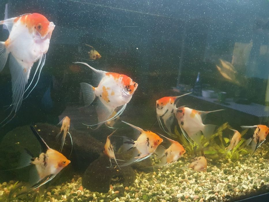 Skalary Red Devil młode od 10 cm