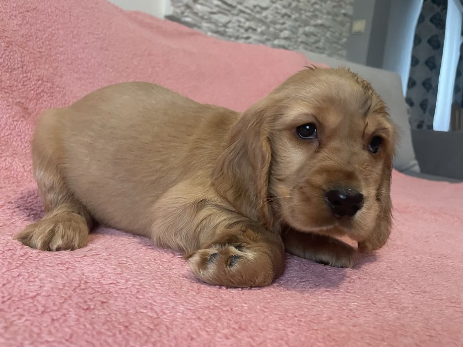 Cocker spaniel chłopiec