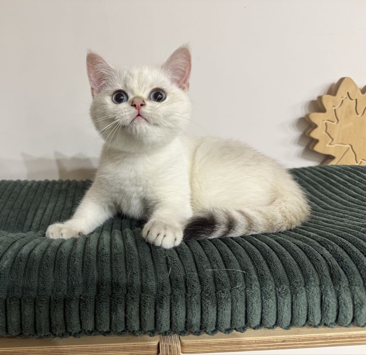 Kot kocur brytyjski długowłosy prawdziwy rodowód FIFe FPL GWARANCJA