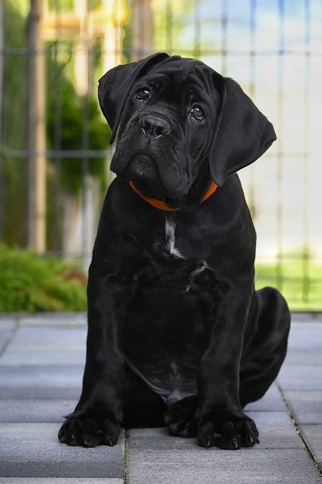 CANE CORSO Italiano- ZkwP FCI , Mocny samiec