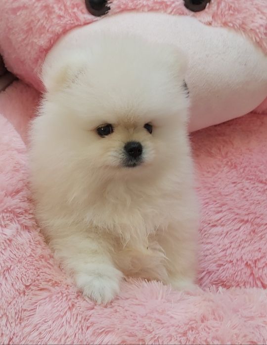 Szpic miniaturowy Pomeranian FCI Suczka