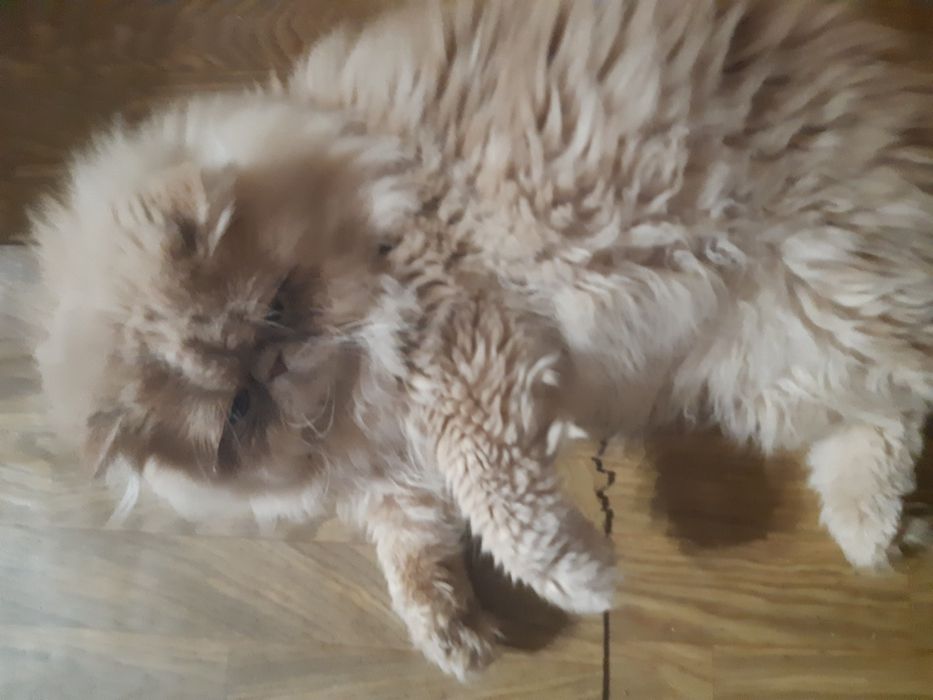 Персидский кот для вязки