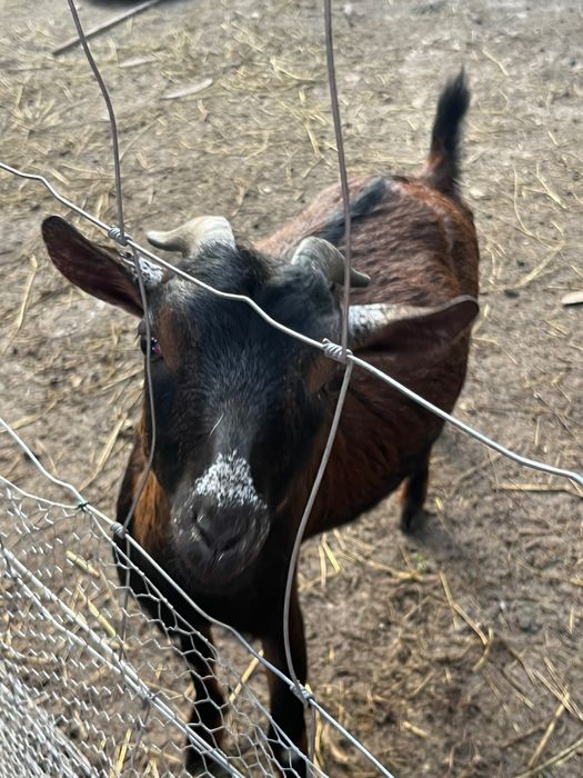 Vende-se cabras anãs muito meiguinhas