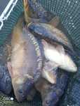 Karp królewski 1.5-2.5kg