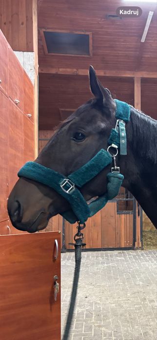 Komplet full buletkowa zieleń