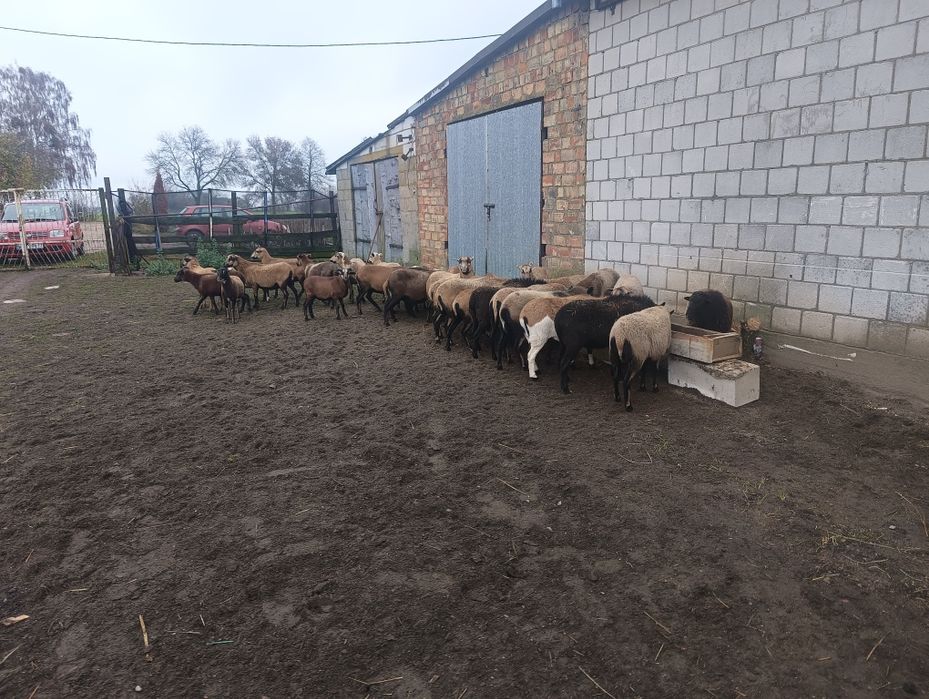 Sprzedam owce kameruńskie.