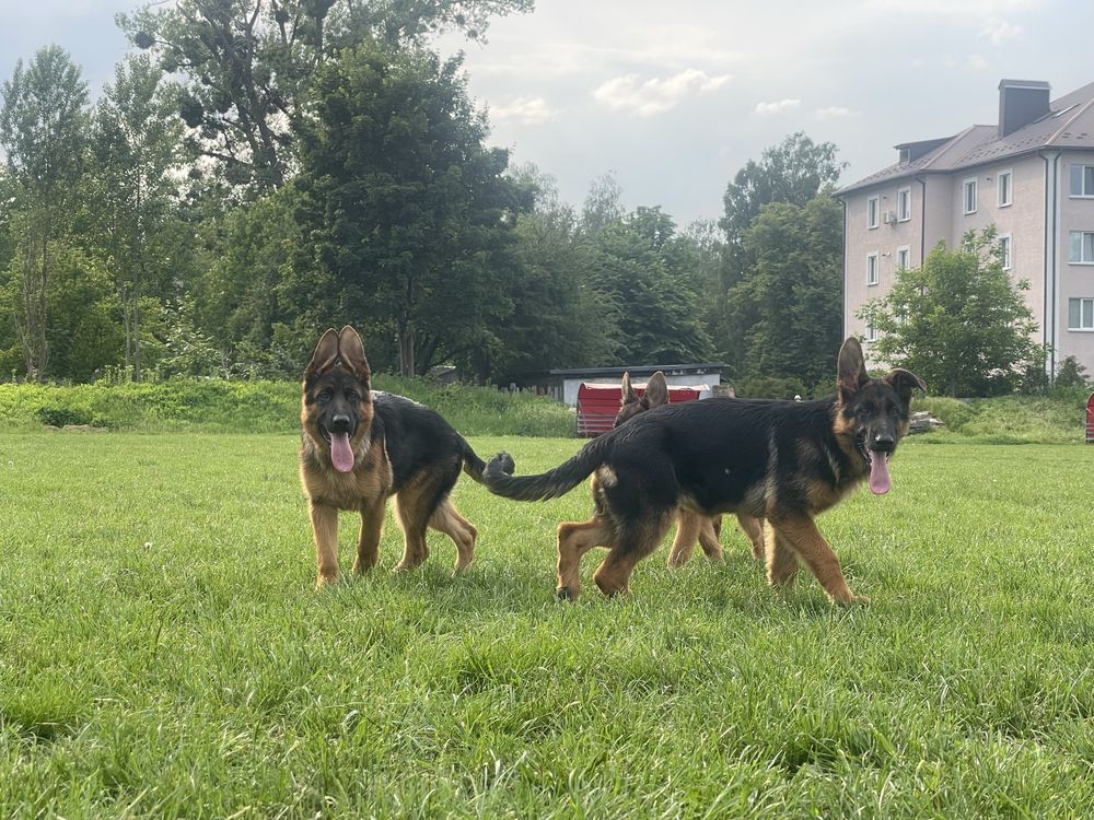 Цуценята німецької вівчарки