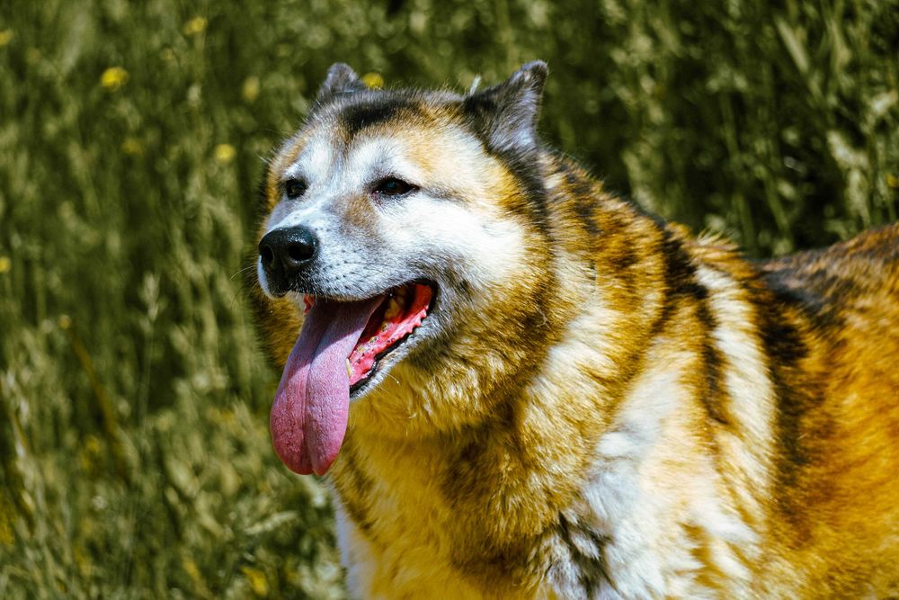 Samba - śliczna, starsza sunia w typie akita
