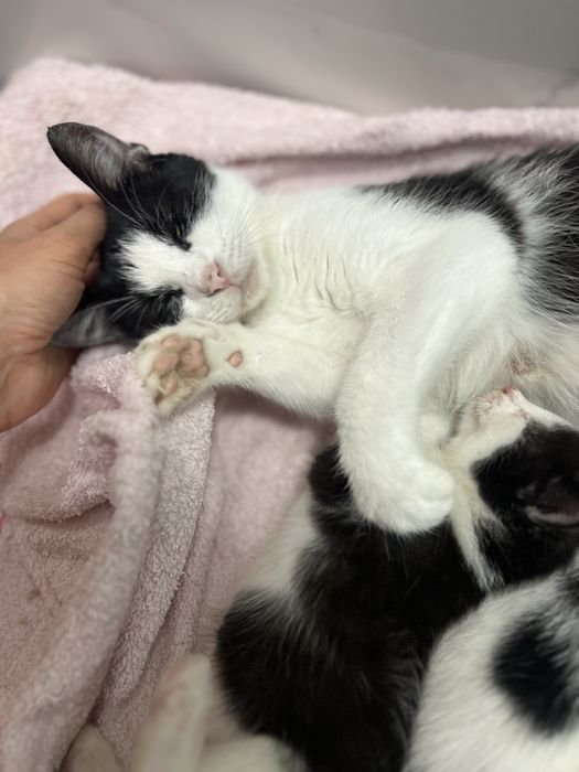 Szukamy domu tymczasowego dla kotki i jej maluszków.