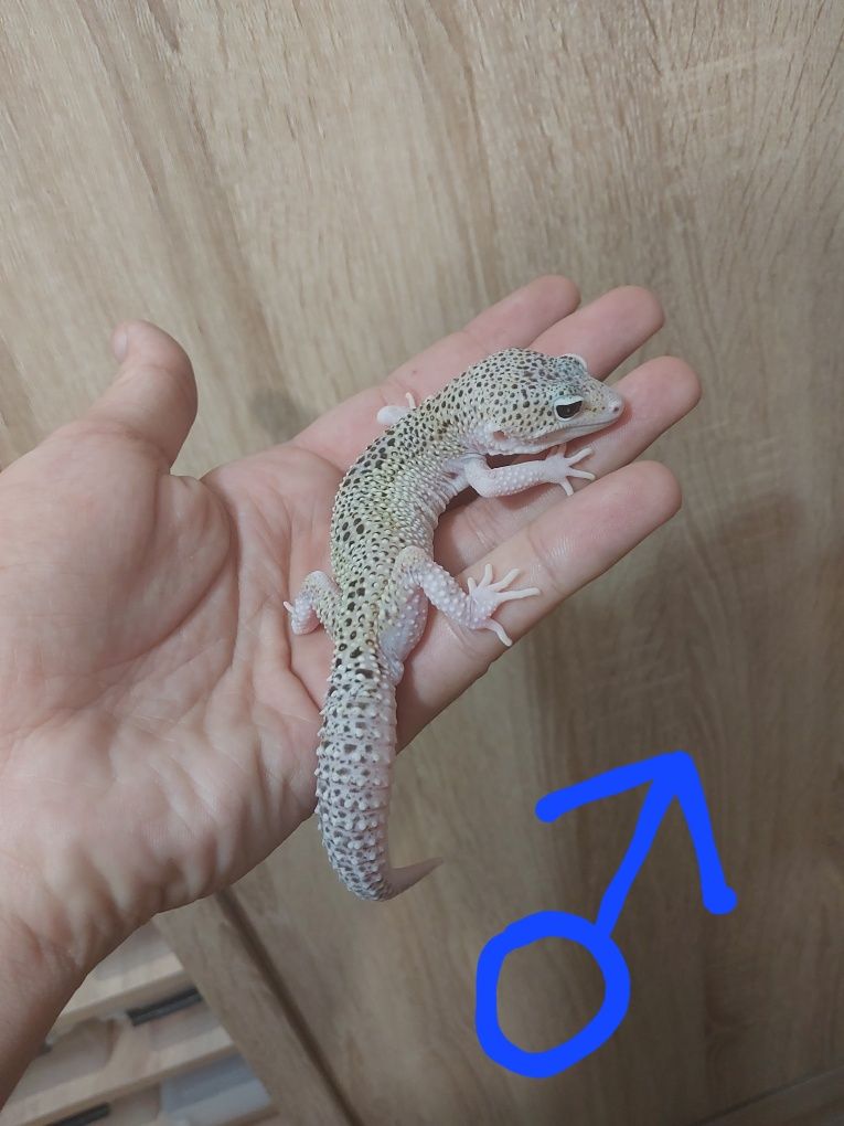 Gekony lamparcie
