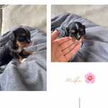 Cavalier King Charles Spaniel suczka black & tan