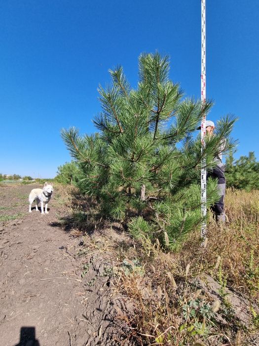 Ялина, туя, сосна, ялиця, піхта, ялівець