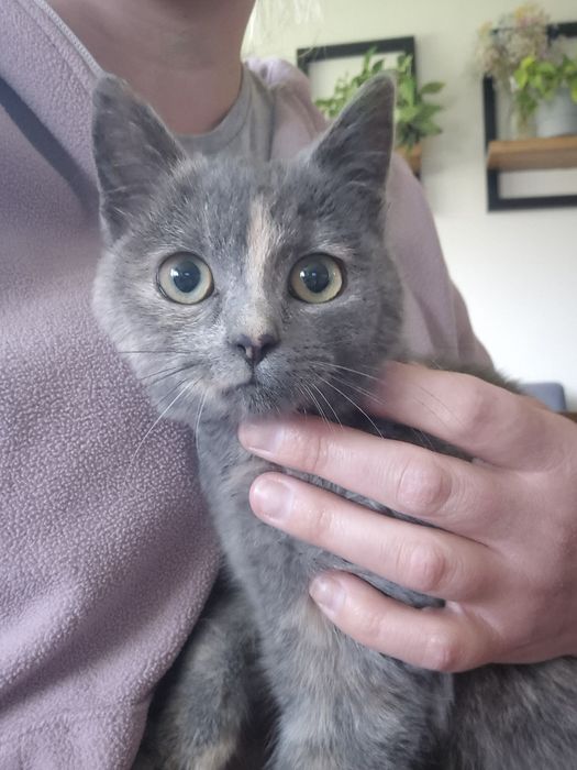 Kotka, ojciec brytyjczyk