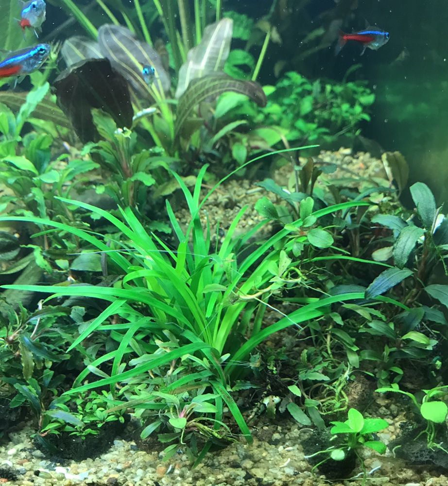 Эриокаулон Вьетнам/Eriocaulon sp. Vietnam