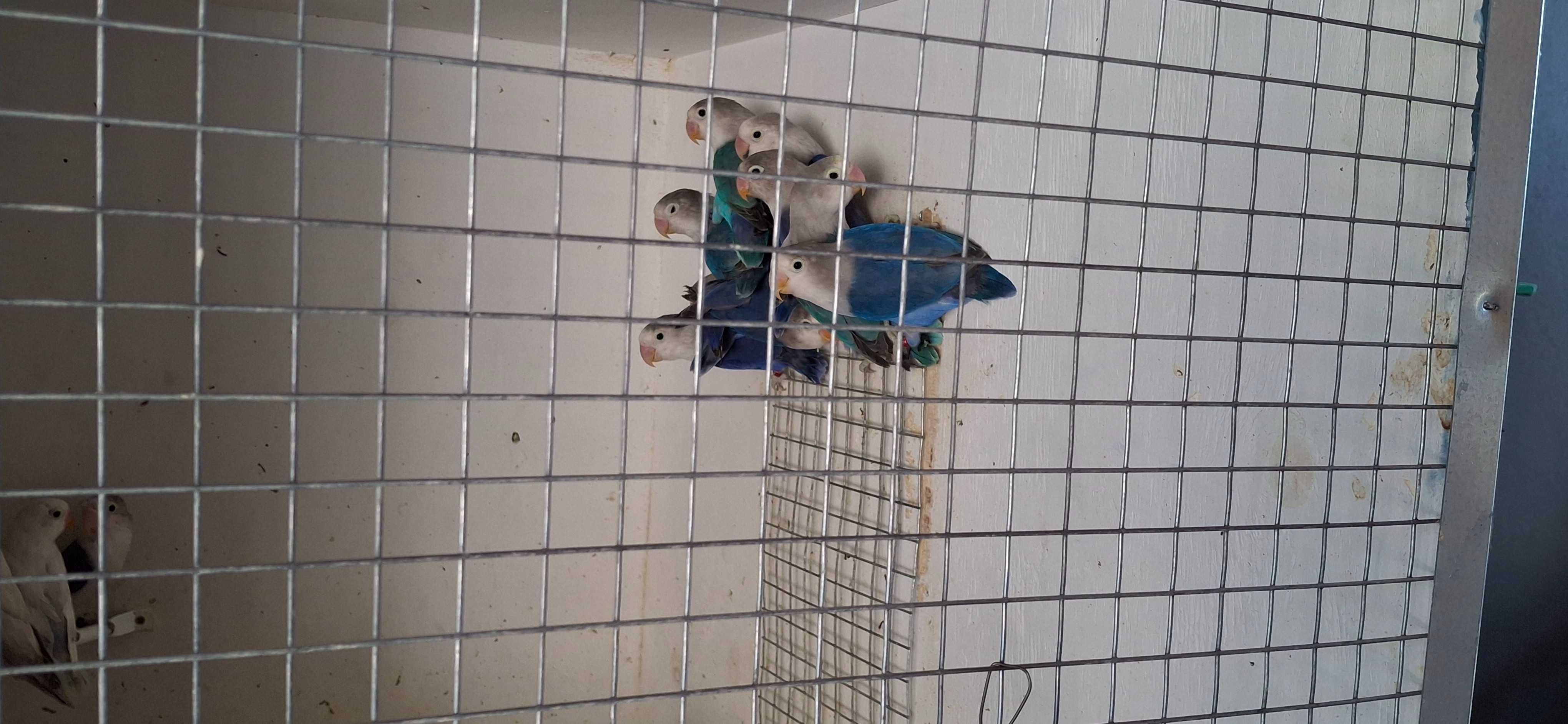 Lote de agapornis ficher verdes e azuis