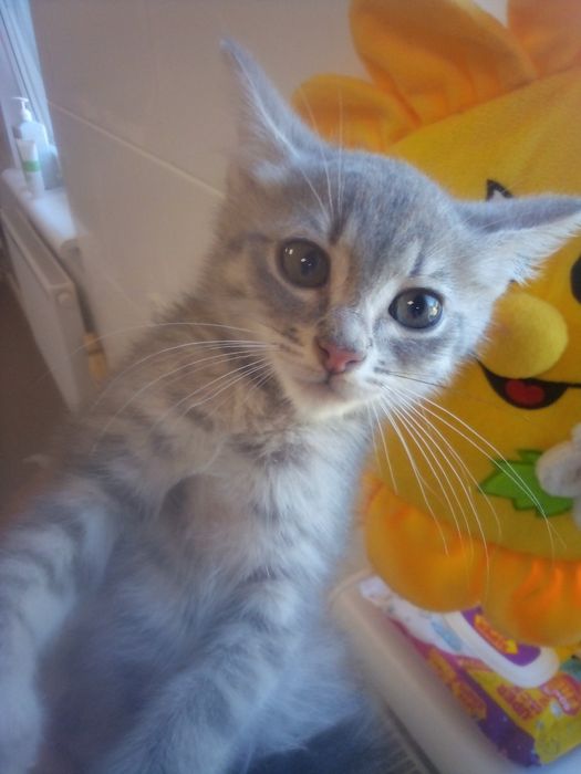 Кошенята з притулку, в добрі руки, киця, котик, хлопчик, дівчинка