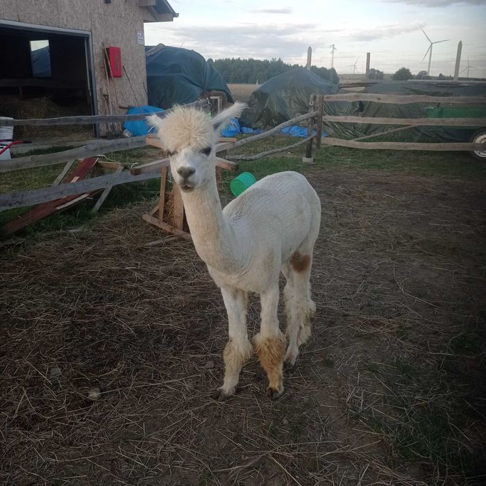 Alpaka samiec Huacaya