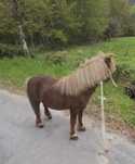 Ponei macho inteiro