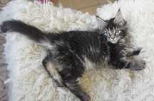 kotka Maine Coon - GOTOWA do odbioru - rodowód FPL