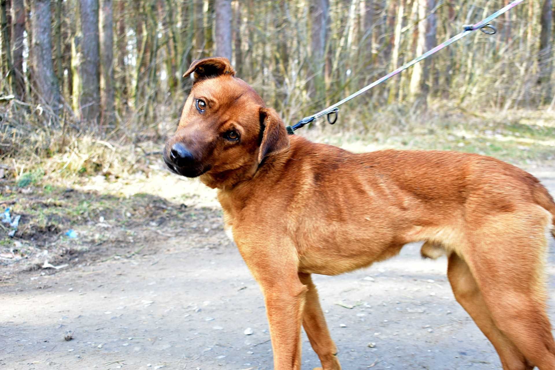 Superlativo: madry i odważny jak rhodesian