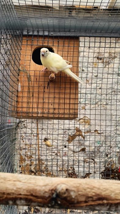 Para cedência Kakarikis e Caturras