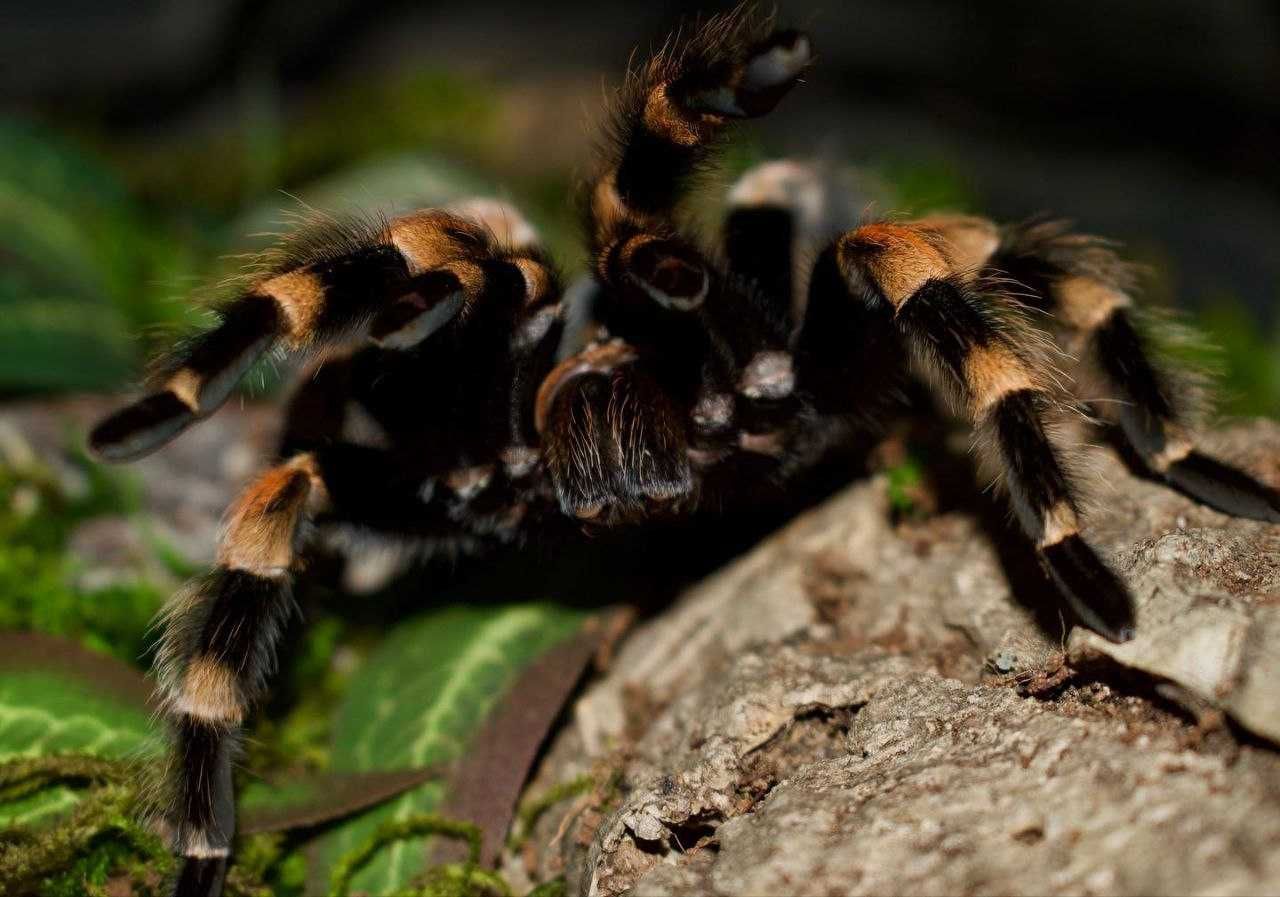 Тарантул, декоративный паук птицеед для новичков Brachypelma smithi