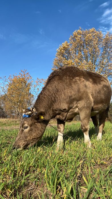 Sprzedam  Krowe zywiona ekologicznie