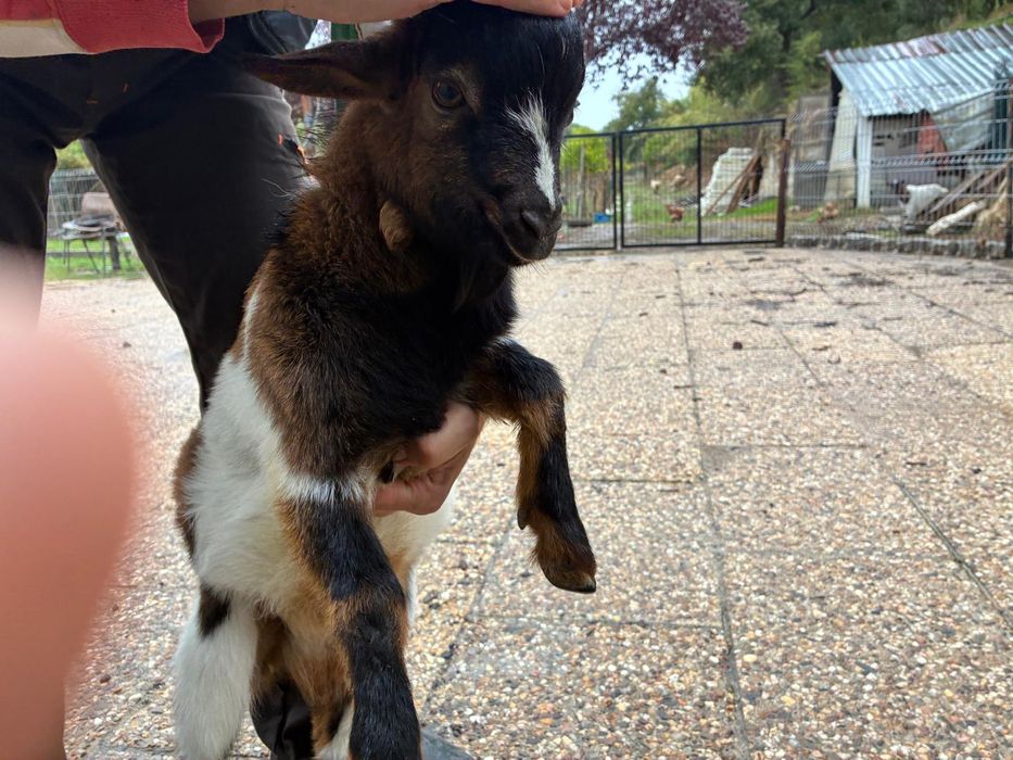 Bode micro anão meiguinho