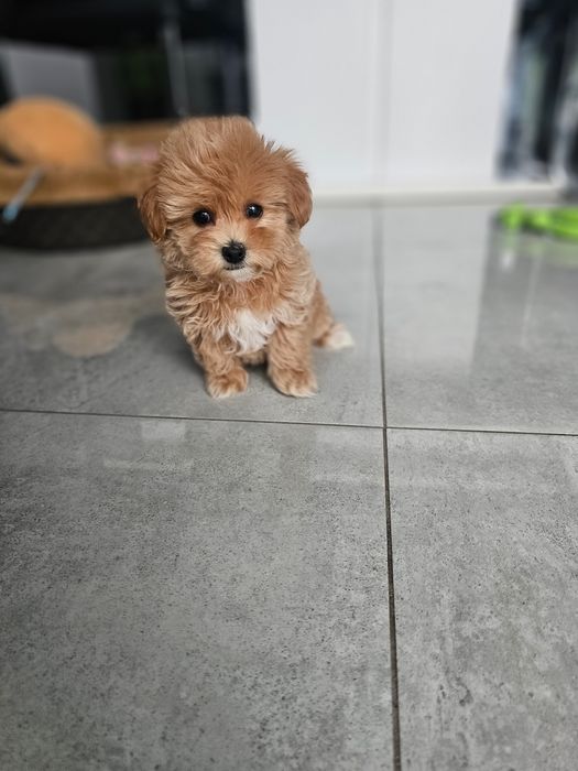 Zobacz Filmik Unikatowa Dziewczynka Maltipoo Carmelka