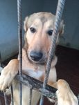 Собака в добрі руки