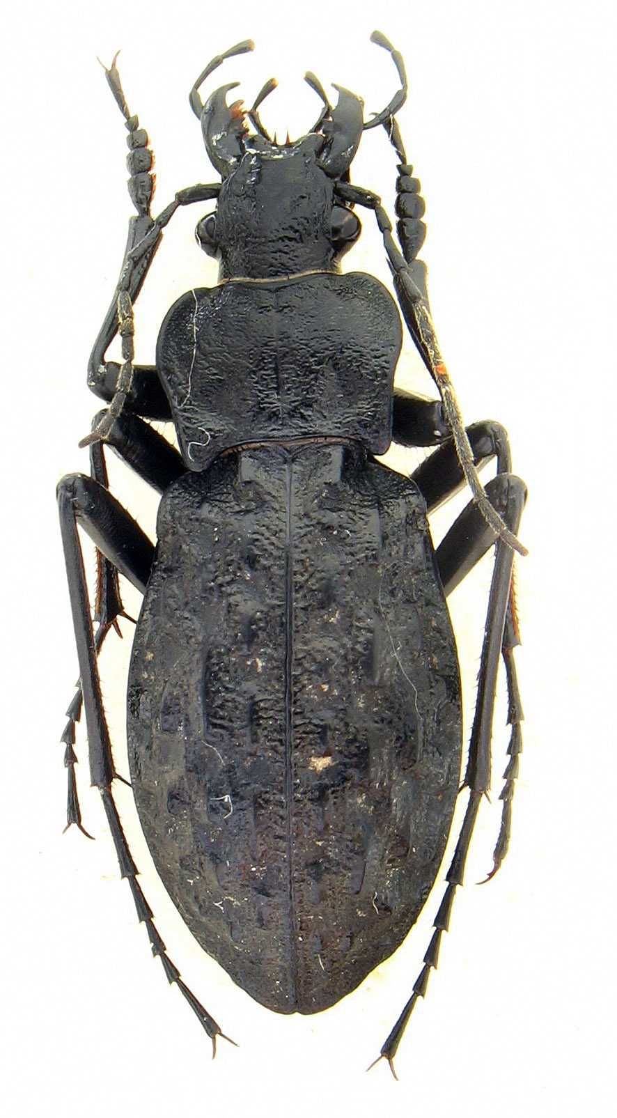 Carabus variolosus коллекция насекомые, комахи, жуки,  водяна Жужелица