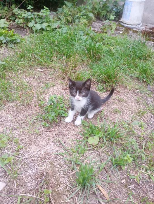 6 młodych kotków nie wykastrowanych do przygarnęcia za darmo.