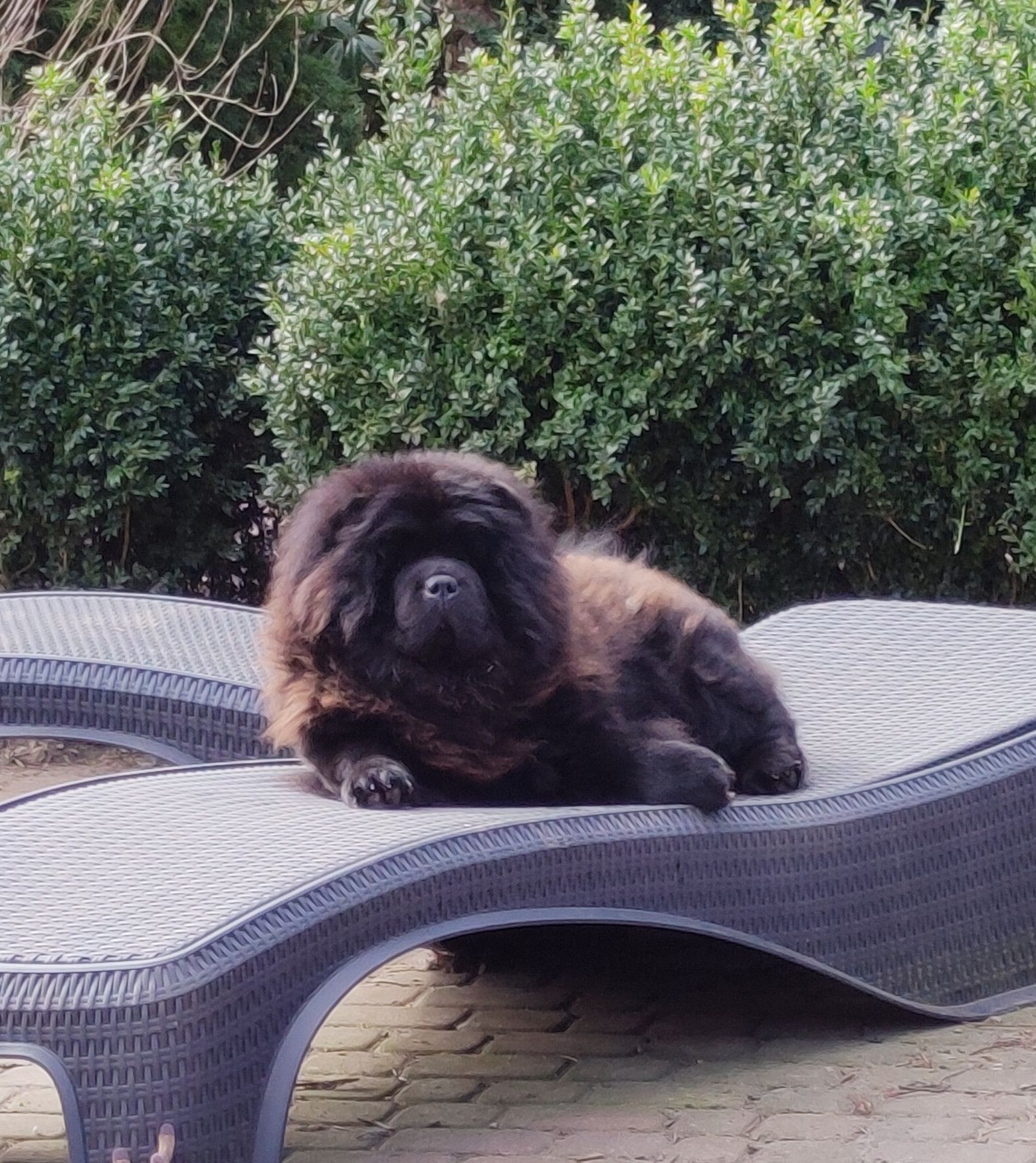 Chow chow z rodowodem ZKWP/FCI