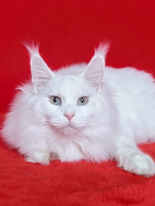 Супер красивые котята