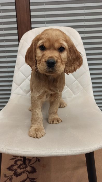 Piękny szczeniak  suczka Cocker Spaniel Angielski