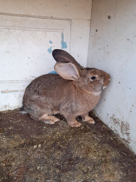 Продам кролів                        .