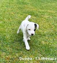Parson Russell Terrier - sunia