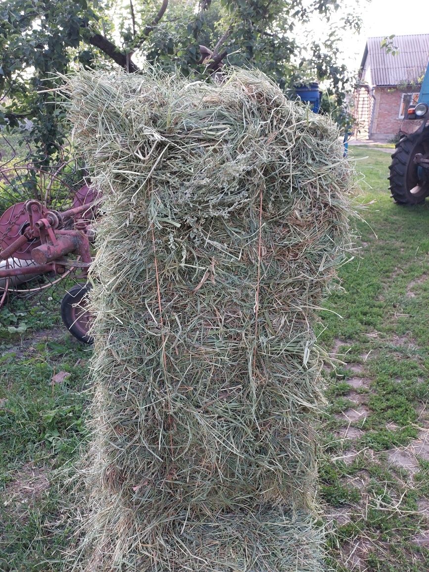 Сіно в тюках найкращої якості.