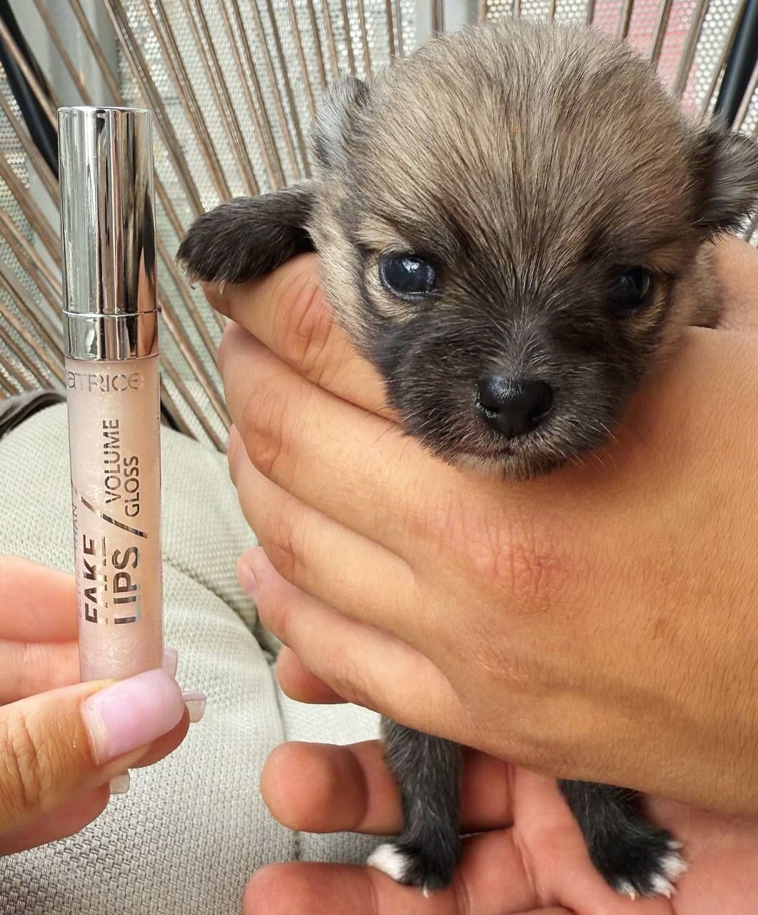 Pomeranian miniaturka
