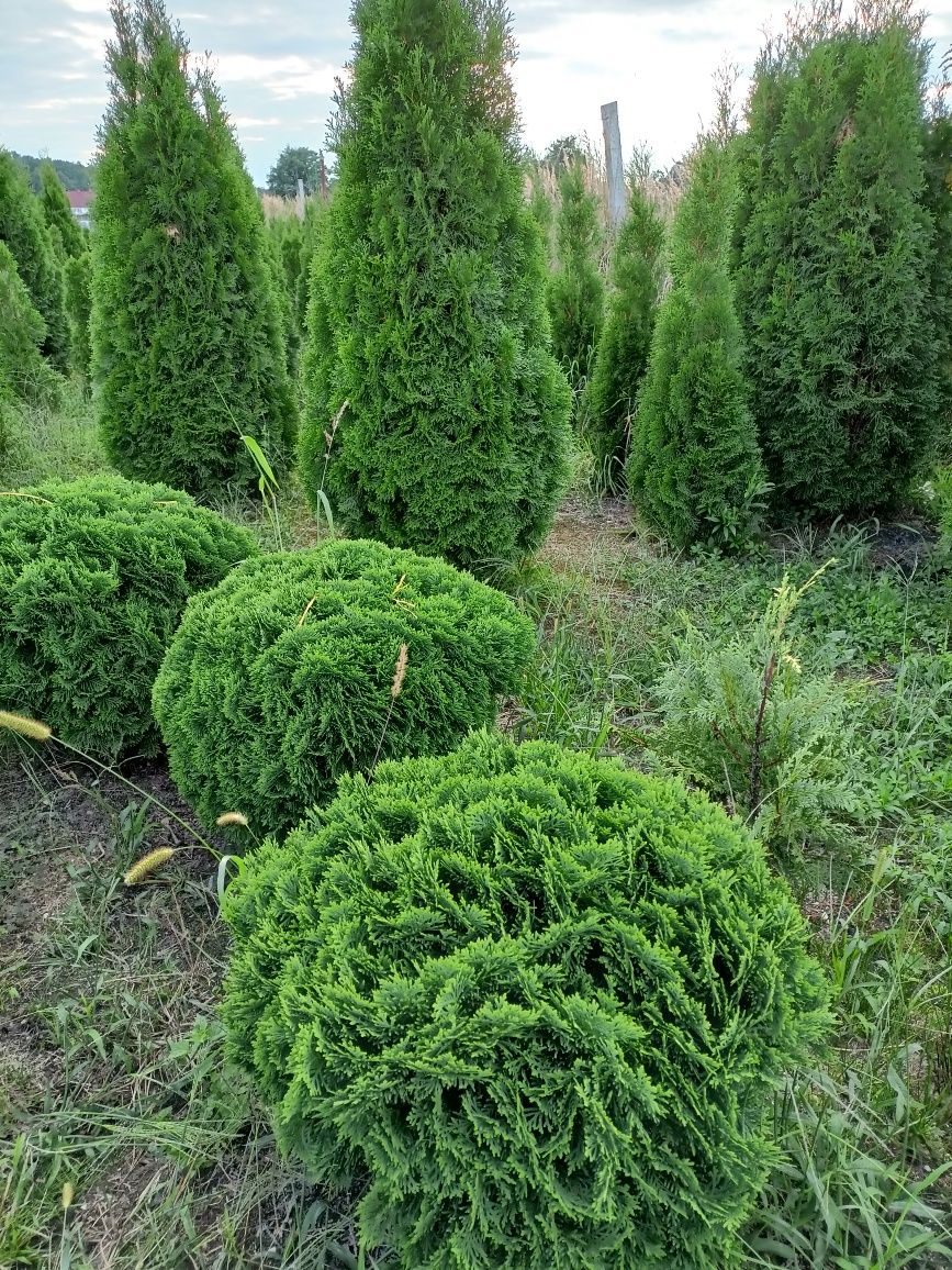 Tuja tuje brabant 100cm