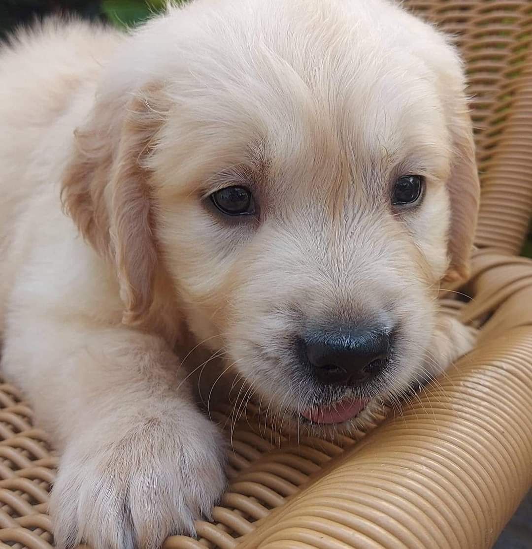 Fantastico Golden Retrivier