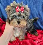 Śliczny cudny unikatowy chłopiec Blue Merle Yorkshire Terrier