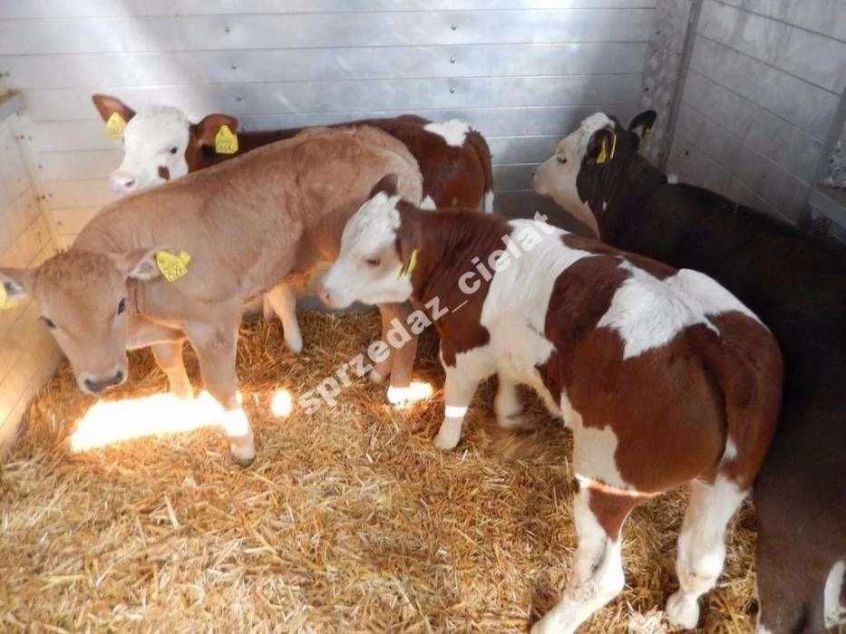 Cielaki cielęta byczki mięsne jałówki byki jałoszki sprzedaż cieląt