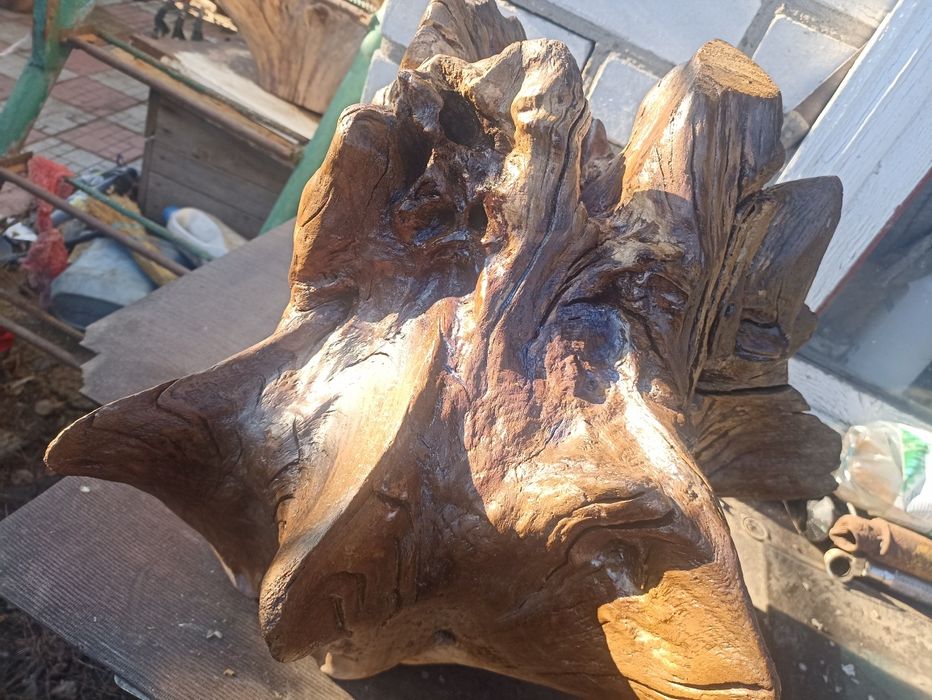 Корінь дуба лакований