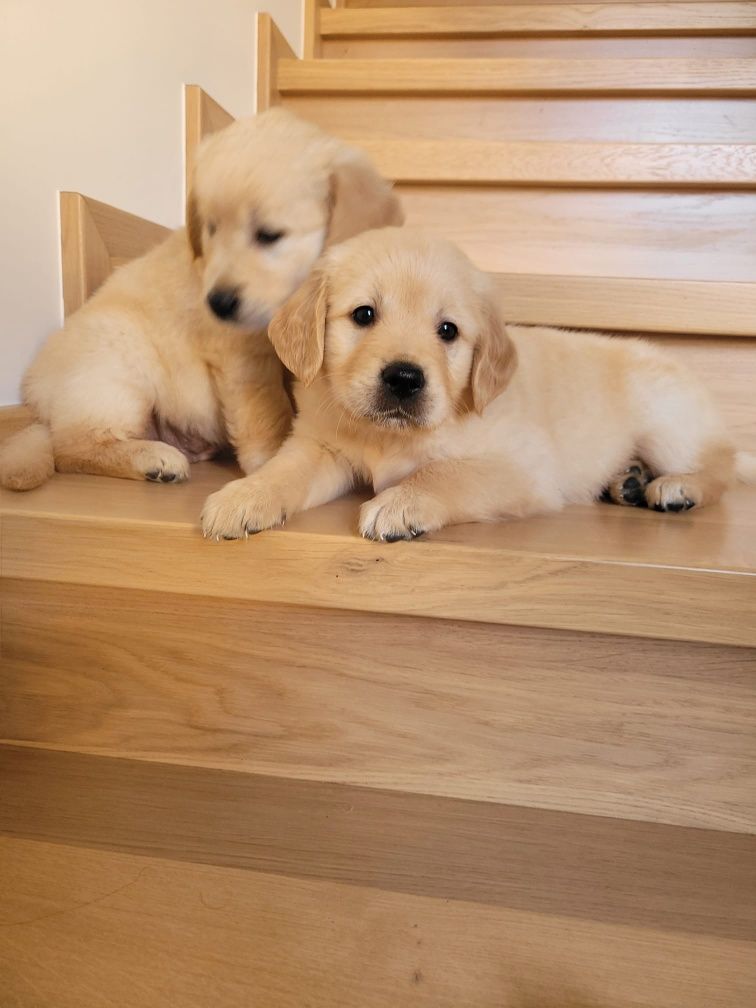 Golden Retriever gotowe do odbioru