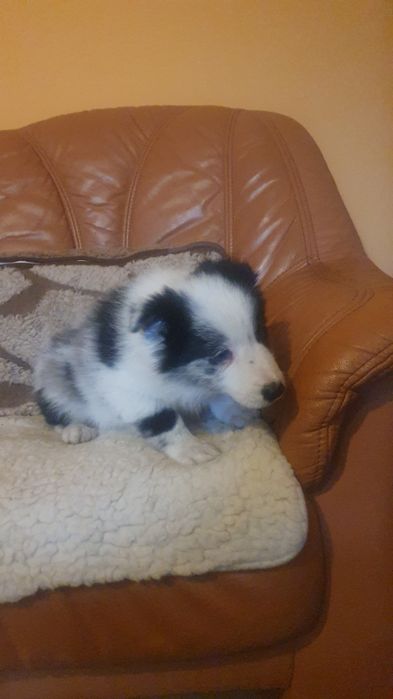 Szczeniak Border Collie