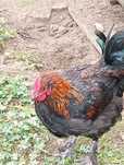 Kogut ,Koguty młode - Marans- Sussex