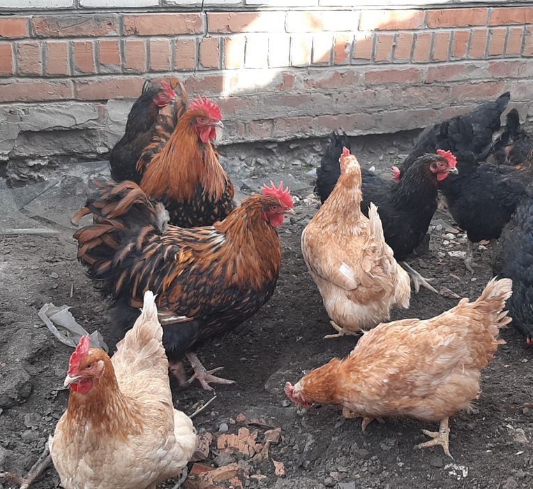 Золотий орпінгтон. Півні. Петухи. Золотой орпингтон.