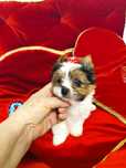 Biewer Yorkshire terrier ,malutki .