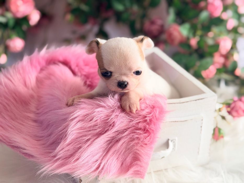 ***Cudna mini dziewczynka***Xxs jak laleczka mini chihuahua